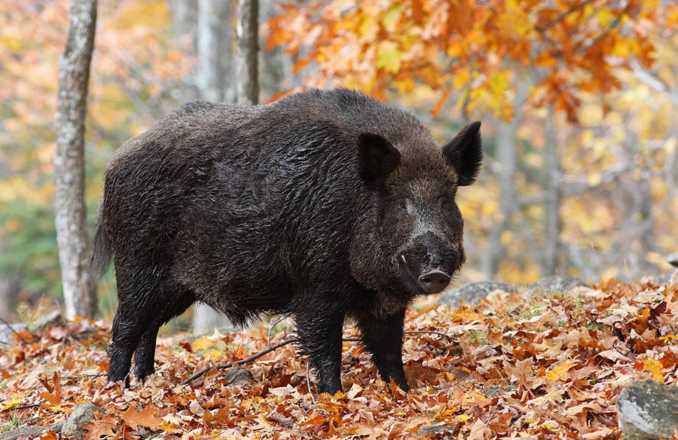 animaux - Les Animaux à observer en Automne  + autres  à venir??? Sanglier