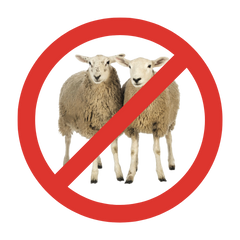 No Sheep Vitamin D3