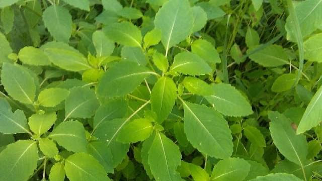 Medicinal Plant How To Identify And Use Jewelweed