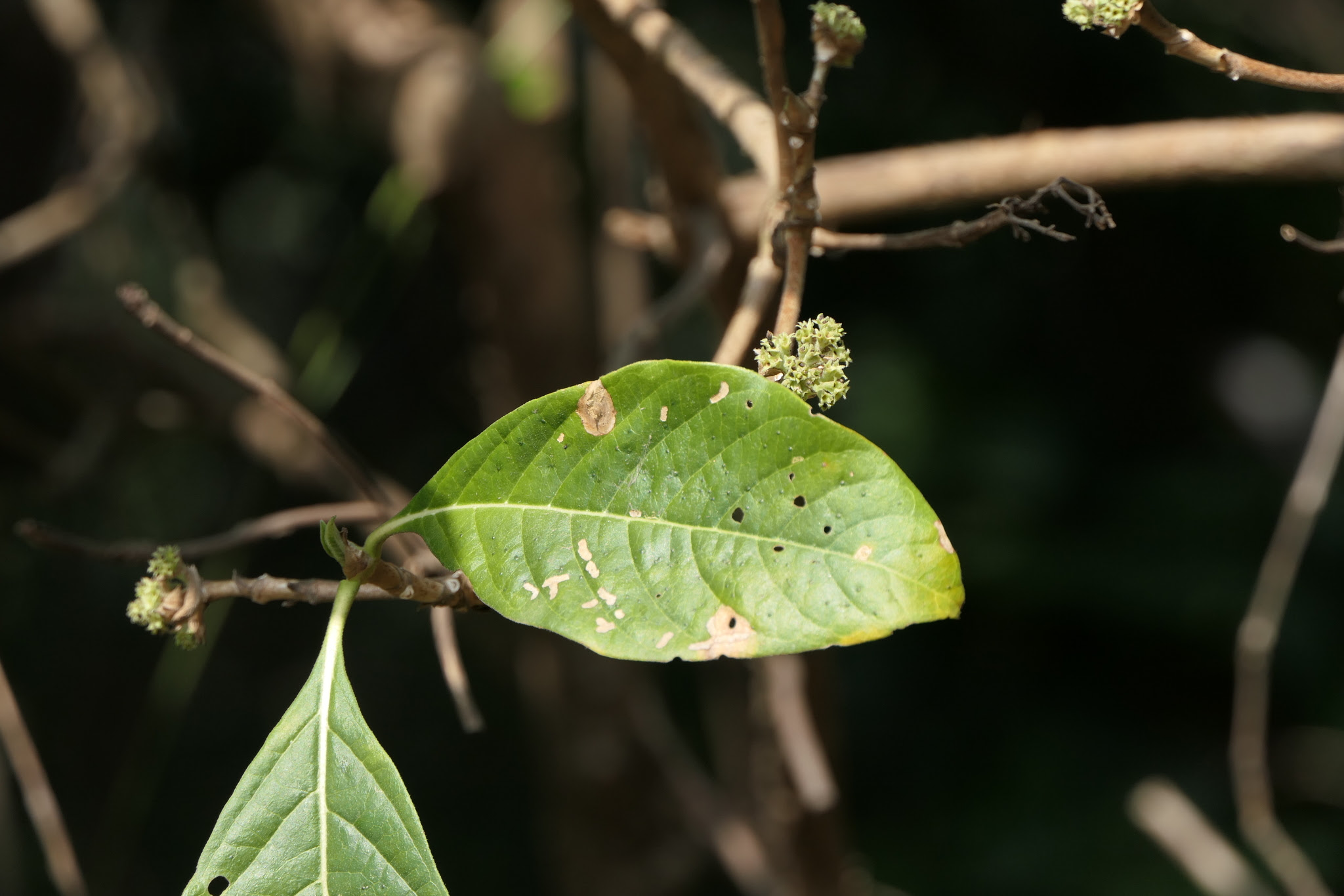 Pavetta crassicaulis Bremek.