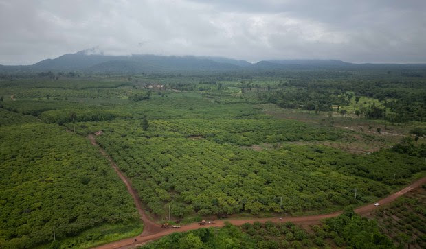 Can 1 million saplings save Cambodia’s forests?