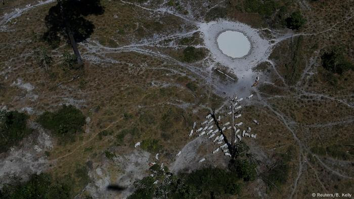 Estudo liga paraísos fiscais a desmatamento na Amazônia Estudo liga paraísos fiscais a desmatamento na Amazônia