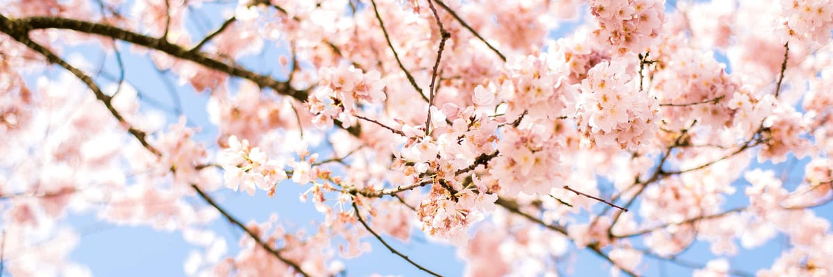 pink cherry blossoms on the branch with blue sky in the background