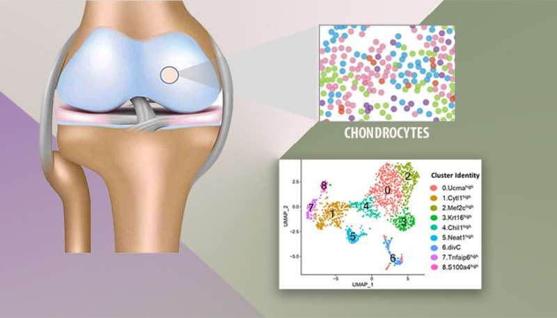 New research identifies injury-induced molecular changes in chondrocytes, at single-cell level