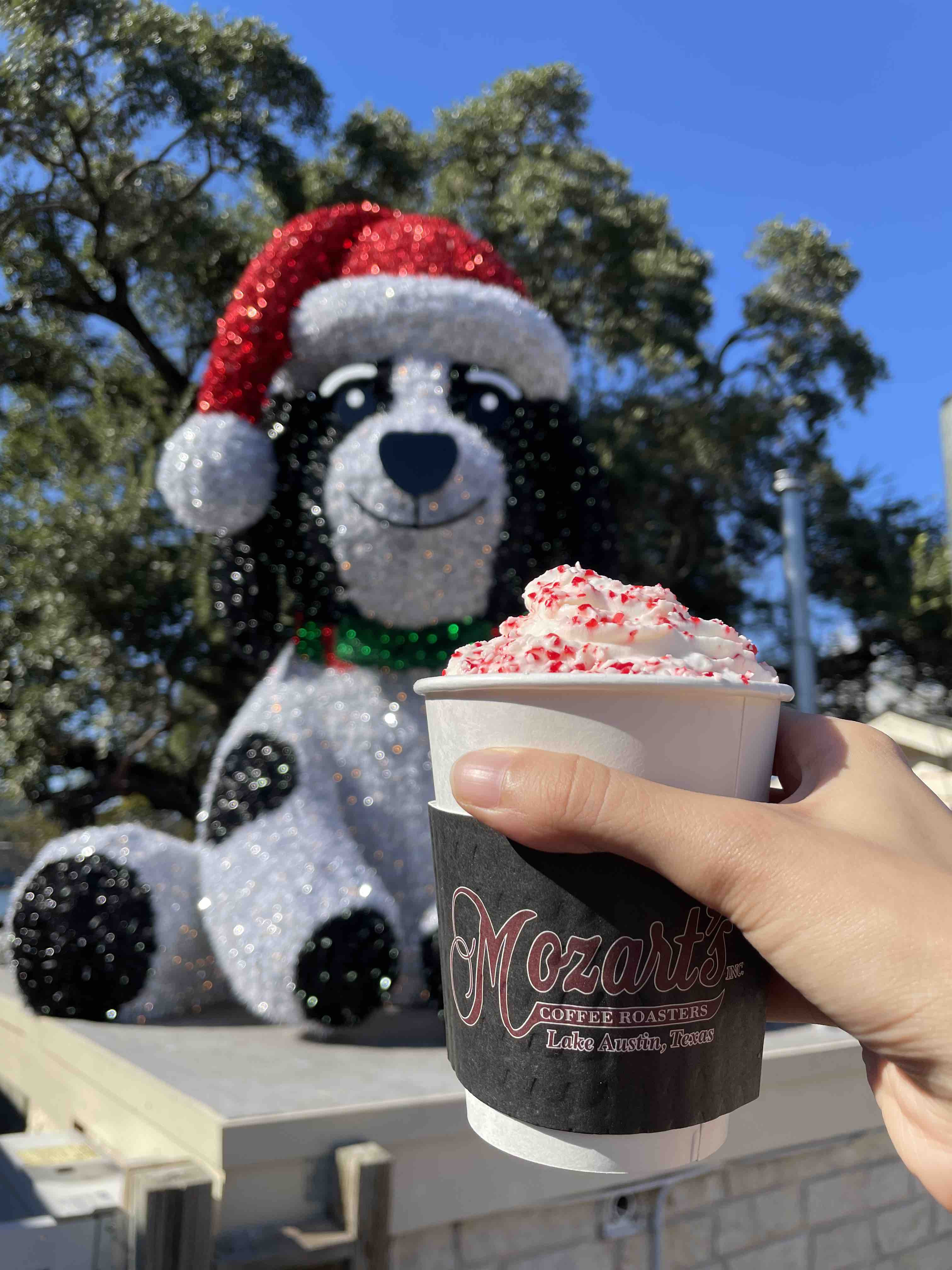 Latte the dog at Mozart's Holiday Light Show