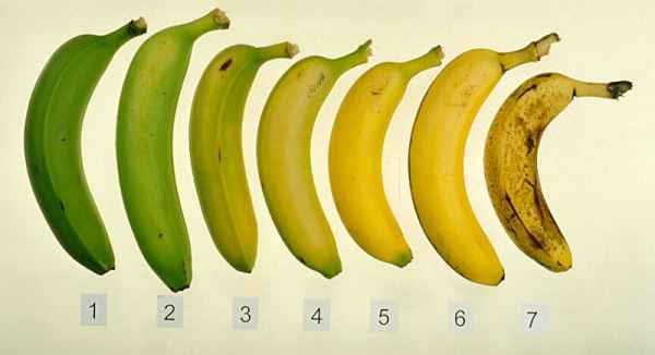 After Reading This You Will Never Look At A Banana The Same Way Again