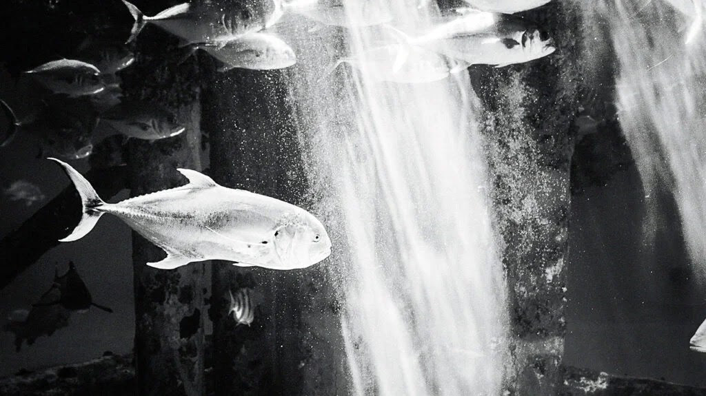 black and white image of fish