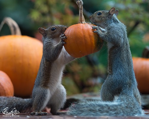 #squirrelisimo jnr helps choose a pumpkin | Max Ellis | Flickr