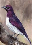 Violet Backed Starling ACEO - Posted on Friday, February 13, 2015 by Janet Graham