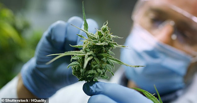 University of Queensland scientists have found synthetic cannabidiol, the main nonpsychoactive component of cannabis can kill off superbug bacteria (stock image)