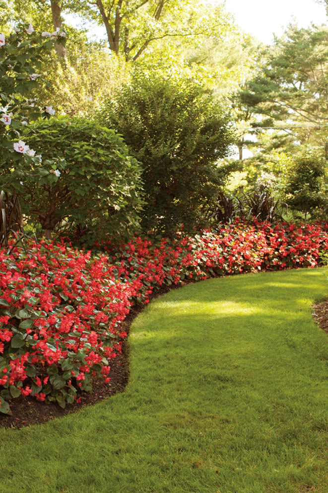 TOP-RATED PLANTS FOR EASY MAINTENANCE Surefire-Red-Begonia-landscape_Proven-Winners