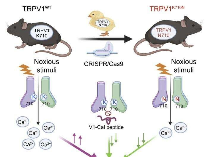 Possible new way to reduce pain inspired by chickens