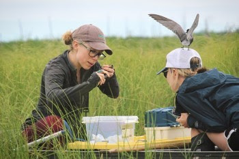 black tern banding