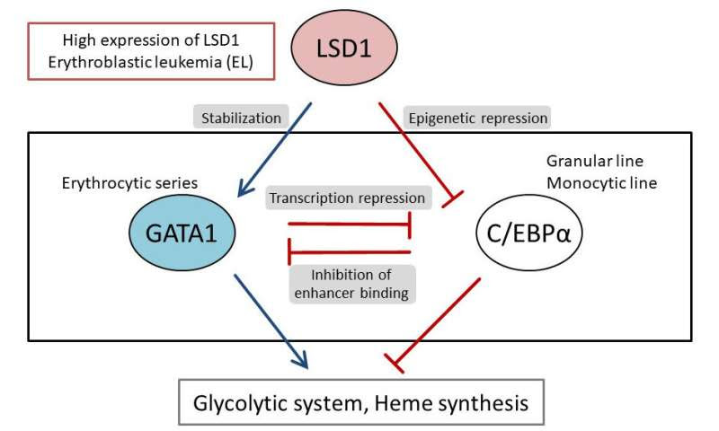 Unraveling the mechanisms that create the individualized metabolism in leukemia