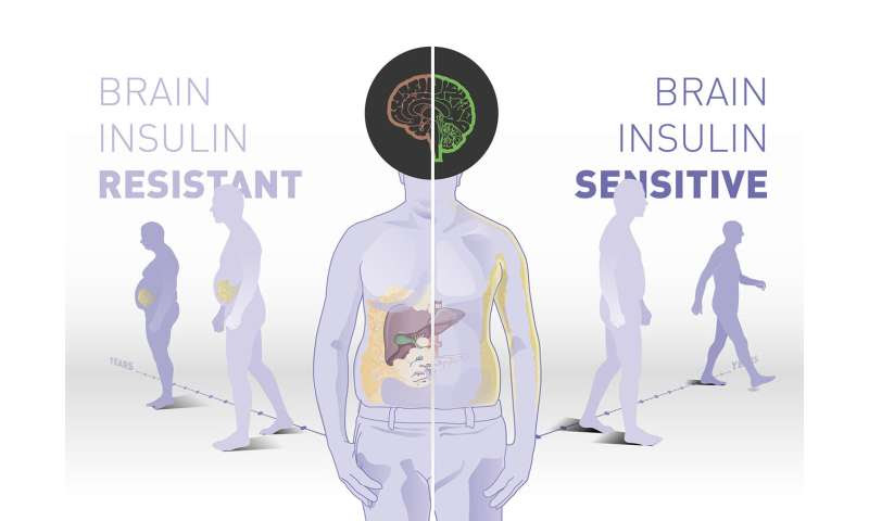 Brain insulin sensitivity determines body weight and fat distribution