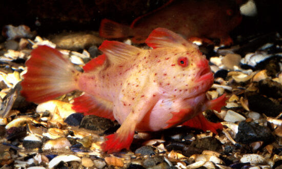 Ocean Researchers Capture Footage of Rare ‘Walking’ Pink Handfish in Deep Sea Coral off Coast of Tasmania