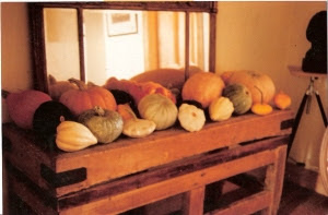 My pumpkin display photographed by Joy Larkcom in 1991 My pumpkin display photographed by Joy Larkcom in 1991
