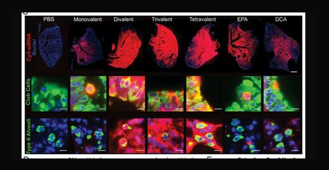 Scientists deliver siRNA therapy to lung