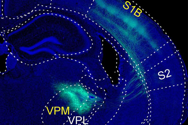 How touch dampens brain's response to painful stimuli