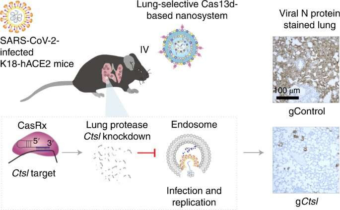 CRISPR technology demonstrates success in preventing and treating COVID