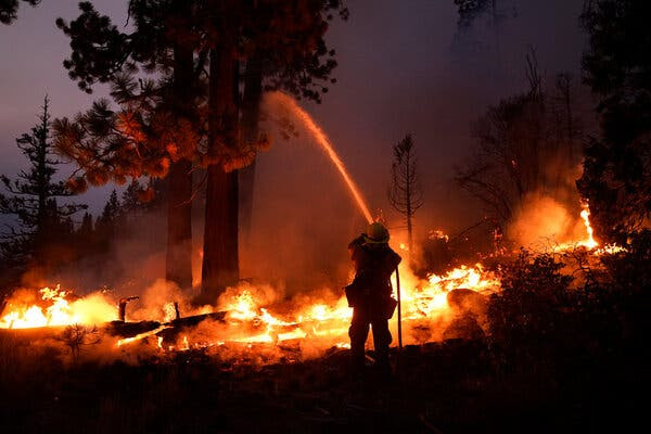 Low
                              flames surround several trees as a person
                              aims water from a fire hose at the trees.