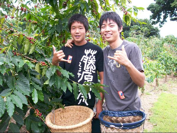 Kona Coffee Picking Contest