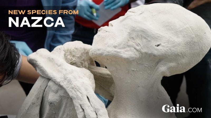 New Humanoid Species from Nazca 16032210-8fad-4e9c-a19b-41a90950d21b