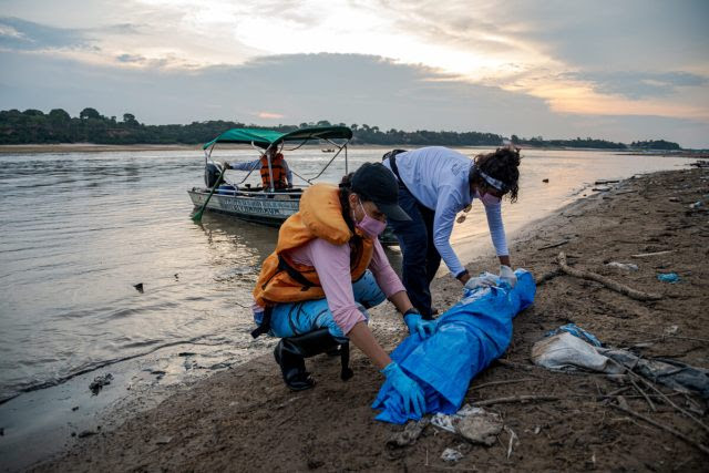 Aquecimento anormal do Atlântico agrava seca na Amazônia, causando diminuição do volume dos rios da região. Animais como os botos tem sofrido os efeitos