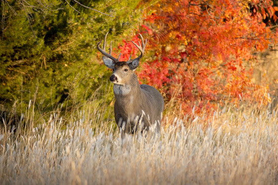 White-tail buck standing in high grass