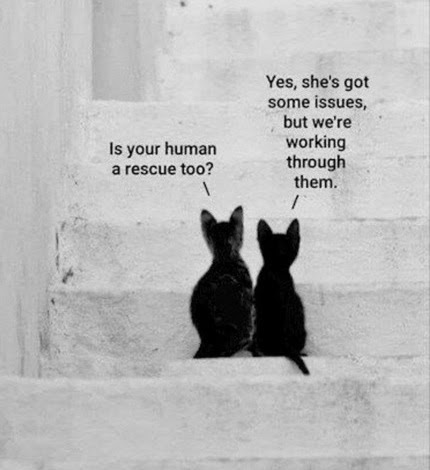 Cat-has-Human-rescue
