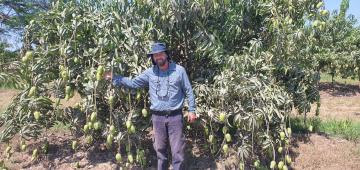 Nuevas tecnologías y la gestión eficiente del agua y fertilización son claves para hacer más competitiva la industria del mango