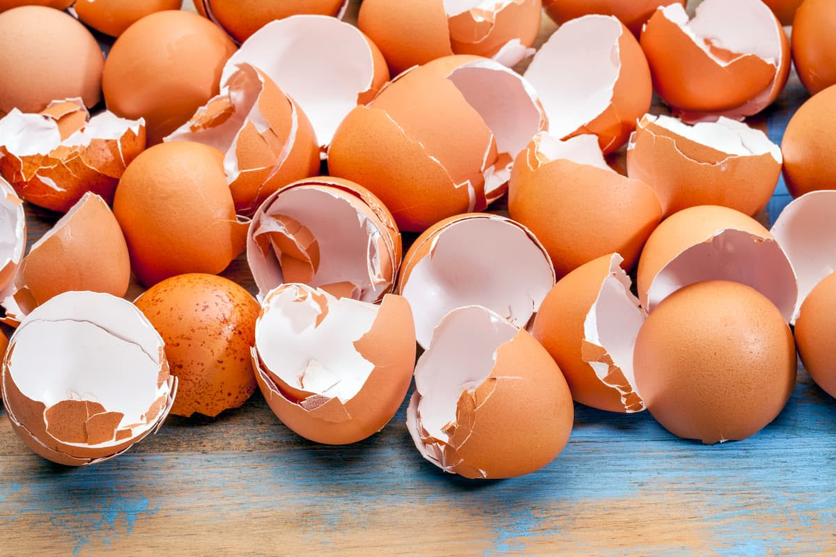 Researchers have used a novel technique to turn chicken eggshells into a safe and effective bone graft material