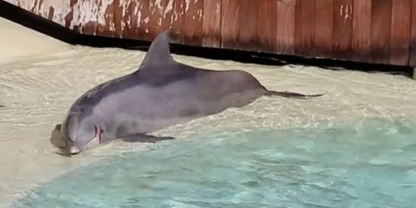 A wounded, bleeding dolphin lays on the side of a tank, calling out in distress.