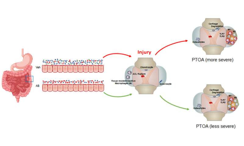 Antibiotic pre-treatment reduces joint inflammation