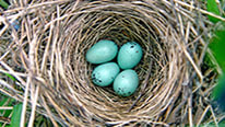 Top 5 Amazing Bird Nests