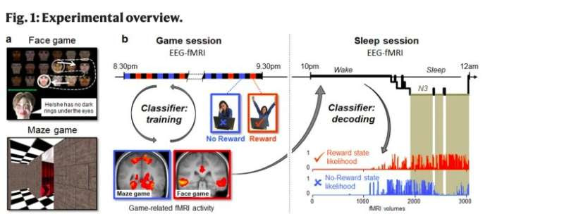 Study shows that rewarded life experiences are replayed and consolidated during sleep