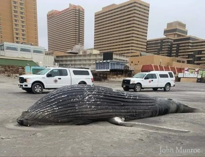 how green energy is killing wildlife