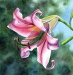 LILY BELLE flower watercolor painting - Posted on Thursday, March 5, 2015 by Barbara Fox
