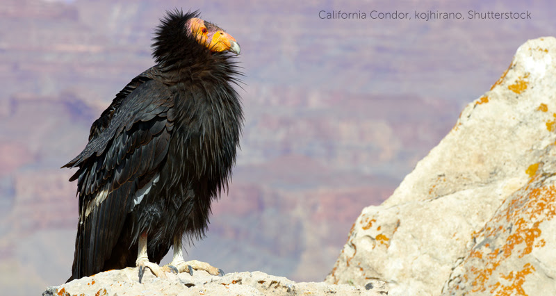image of California Condor by kojhirano, Shutterstock.