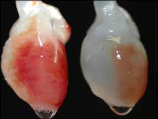 Órganos bioartificiales procedimiento
técnicamente posible demostrado por Izpisua y su equipo sin dificultades éticas de usar de células madre embrionarias,