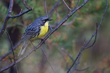 A male Kirtland's warbler is shown, one of Michigan's successes in recovering threatened and endangered species.