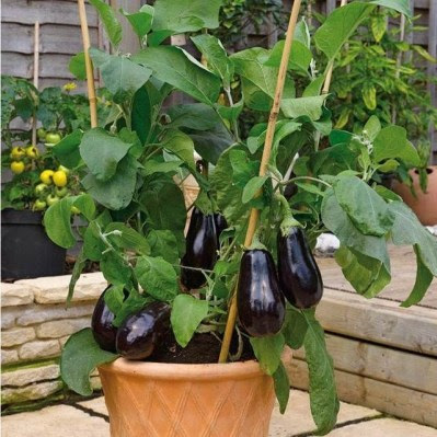 How to Grow an Eggplant in a Pot