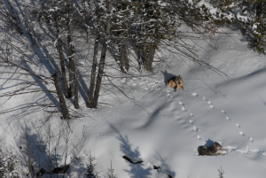 Bedded wolves