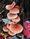 Candy cap mushroom