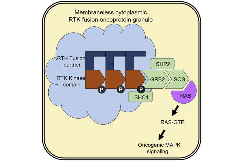 Novel structure found in tumor cells may open door to new kinds of cancer therapies