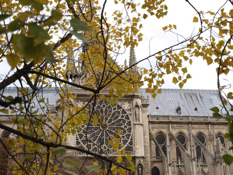 Paris in fall with Notre Dame and golden branch by Hello Lovely Studio