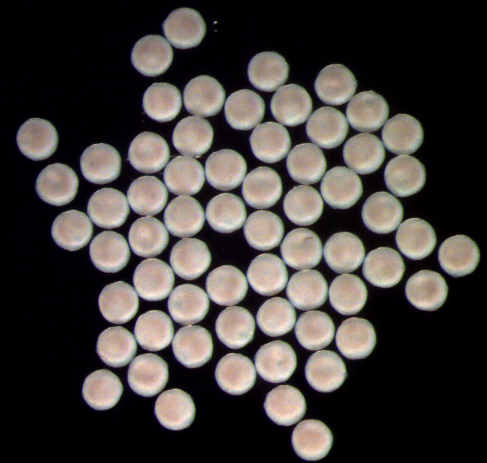 Microscopic image of round, white organoids that resemble the adrenal gland