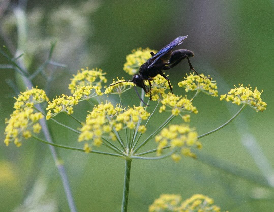 File:Sphex pensylvanicus fennel flower.jpg - Wikimedia Commons