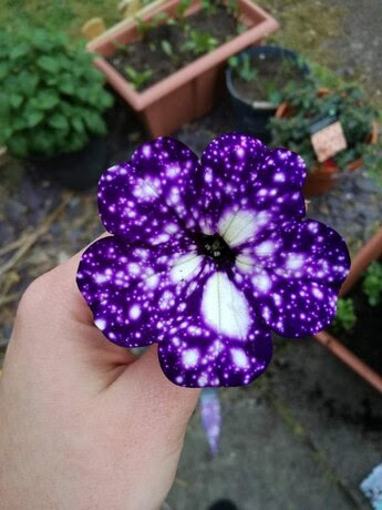 Spring-purple-flower