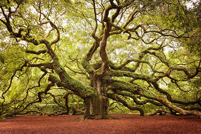 16 loại cây đồ sộ, vĩ đại nhất hành tinh